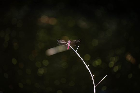 DSC_2466